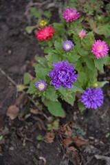 multi-colored flowers with bright petals and bloom in spring and summer
