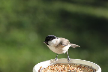 marsh tit