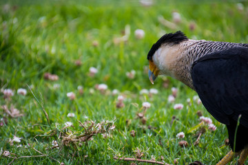 Close up of a Southern crested caracara
