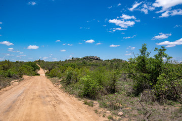 Fototapeta na wymiar Kruger Park South Africa