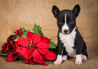 Funny Basenji puppy dog with poinsettia red flower