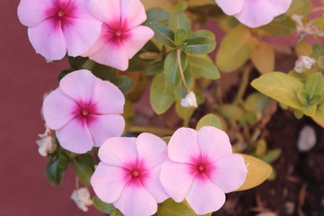 Pink flowers close up. Blossom
