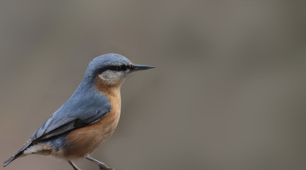 Nuthatch in a pose of anxiety stands on a blurred brown background