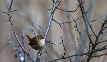 The Wren sits sideways on the thorn branches..