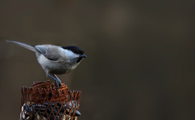 The willow tit on the bird feeder, on a grey blurred background