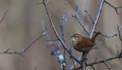Wren among the branches of the side view...