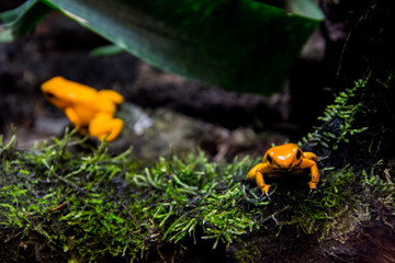Golden poison frog close up (Phyllobates terribilis)