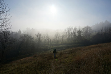 silhouette of man with dog in forest
