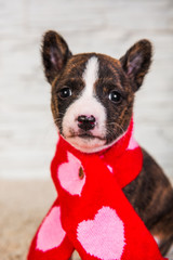 Funny Basenji puppy dog in santa scarf with hearts