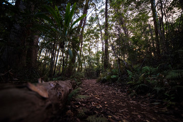 trees in the forest
