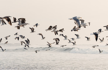 Seagull Flight