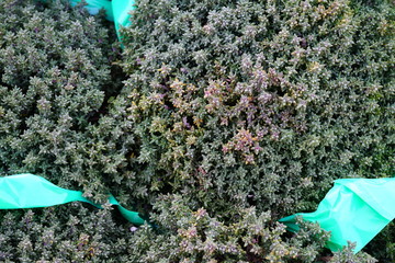 Thyme herb bunches at a French farmers market