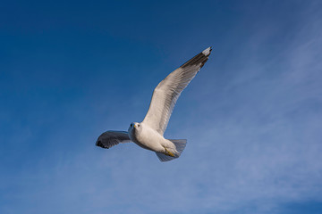 Seagull