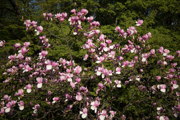 Obraz premium Blooming tree in spring with pink flowers