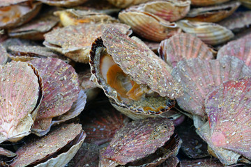 Fresh scallops in the shell at a seafood market in France