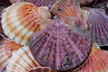 Fresh scallops in the shell at a seafood market in France