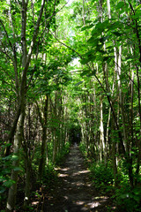 Pfad durch dichten grünen Laubwald mit einfallendem Sonnenlicht / Way in the woods in spring
