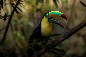  Close up of a keel-billed toucan (Ramphastos sulfuratus)