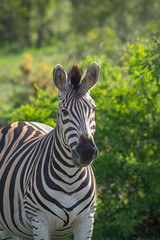Fototapeta na wymiar Zebra in Kruger Park