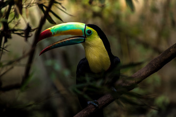  Close up of a keel-billed toucan (Ramphastos sulfuratus)