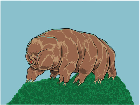 Tardigrade or Water bear. Vector Illustration