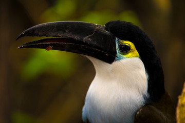Obraz premium Close up of a cute Blue chest toucan