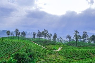 Ceylon tea in the mountains hills near bandarawela Sri Lanka. Green  landscape wallpaper