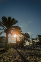 Fototapeta premium palms sunset