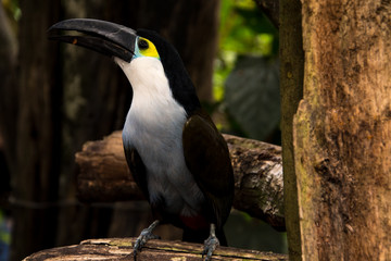 Close up of a cute Blue chest toucan