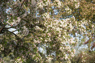 Cherry tree blossoms in spring garden background