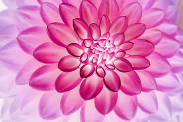 Pink dahlia petals  floral abstract background. Close up of flower dahlia for background