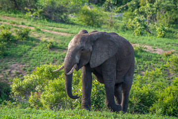 Fototapeta premium African Elephant