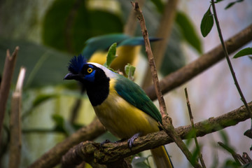 Couple of green jay (Cyanocorax yncas)