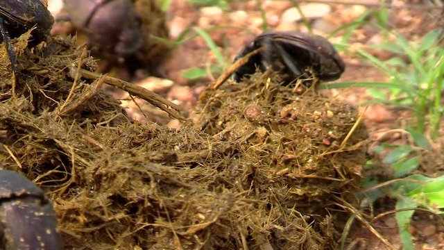 Close-up of Dung Beetles collecting elephant dung.