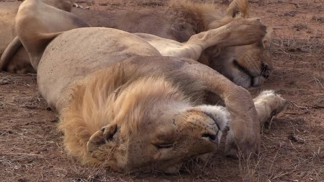 A male lion peacefully sleeping on his back in The Greater Kruger National Park, Africa.