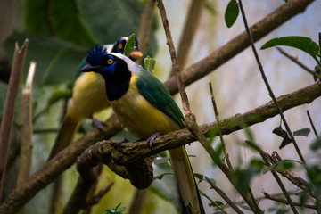 Couple of green jay (Cyanocorax yncas)