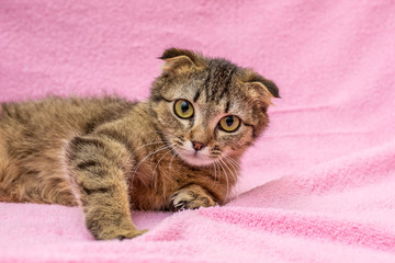 Fototapeta premium Funny happy tabby cat is playing on pink background