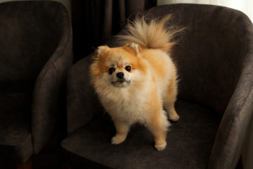 Portrait of pomeranian dog looks at camera at home
