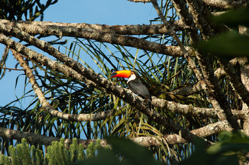 Tucano na Araucária © Eduardo Campos