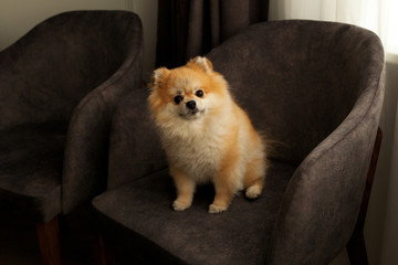 Dog pomeranian spitz smiling furry coat sitting in home