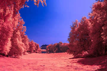 Forest in Infrared