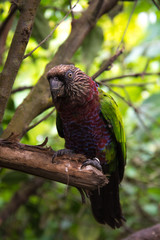 Exotic red and green parrot close up