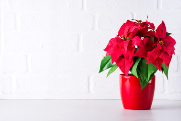 poinsettia on the kitchen countertop on the background of white brick tiles
