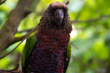 Exotic red and green parrot close up