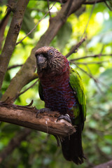 Obraz premium Exotic red and green parrot close up