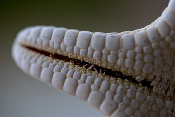 Close-up of a white starfish on a wooden table