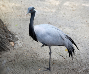 little blue heron in a contact zoo
