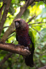 Exotic red and green parrot close up