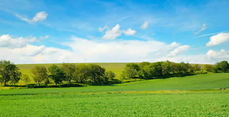 Picturesque green field and blue sky. Wide photo.