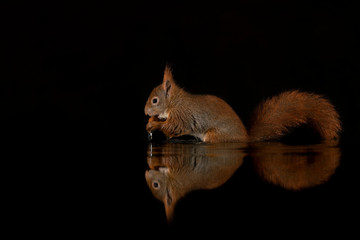 Portrait of a red Eurasian squirrel at dusk in Drunen Forest eating a hazelnut in a pool of water with a perfect reflection of the animal, dark background. 